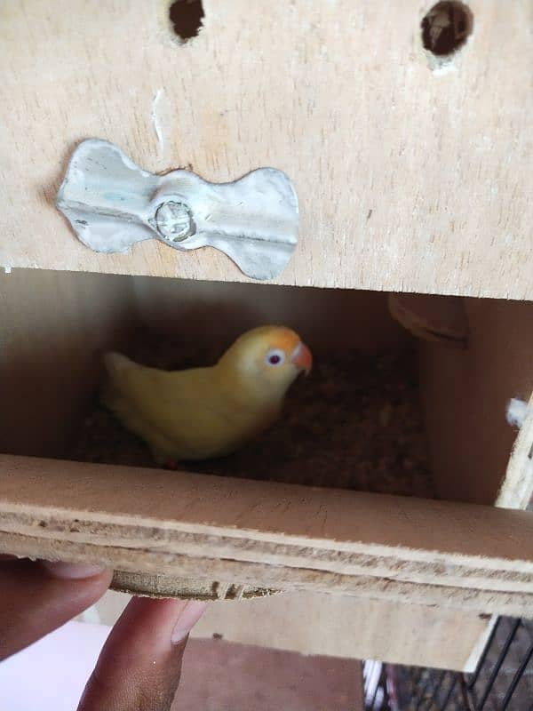 Cremino dacino Albino Red ayez with DNA all birds breeder 2