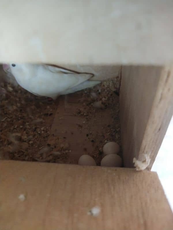 Cremino dacino Albino Red ayez with DNA all birds breeder 4