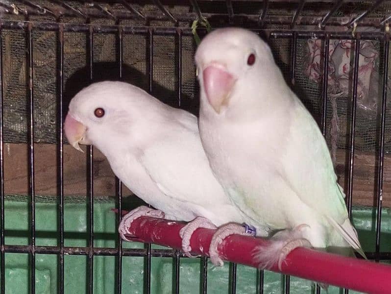 Cremino dacino Albino Red ayez with DNA all birds breeder 5