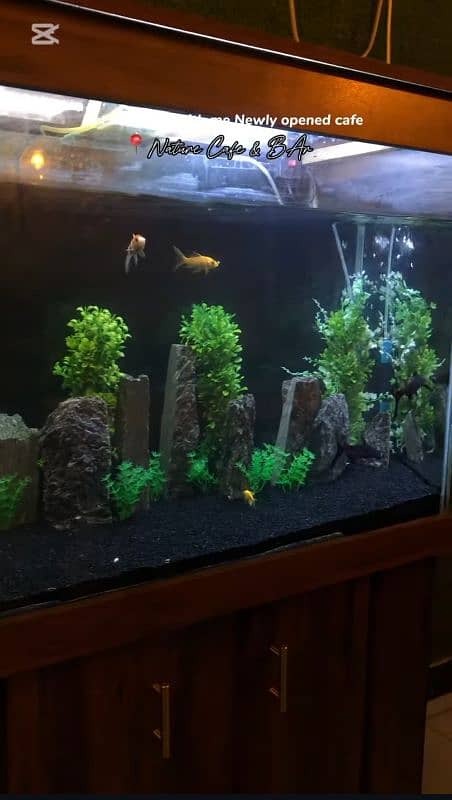 Fish Aquarium with Fishes 1