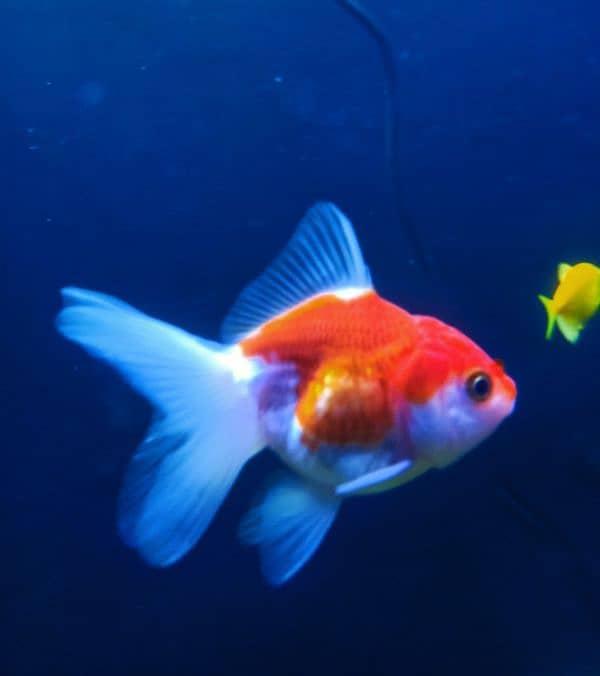 oranda gold fishes 0