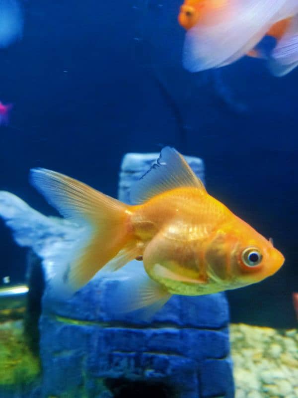 oranda gold fishes 1