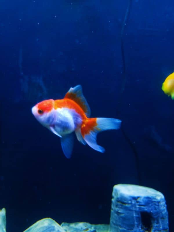 oranda gold fishes 2