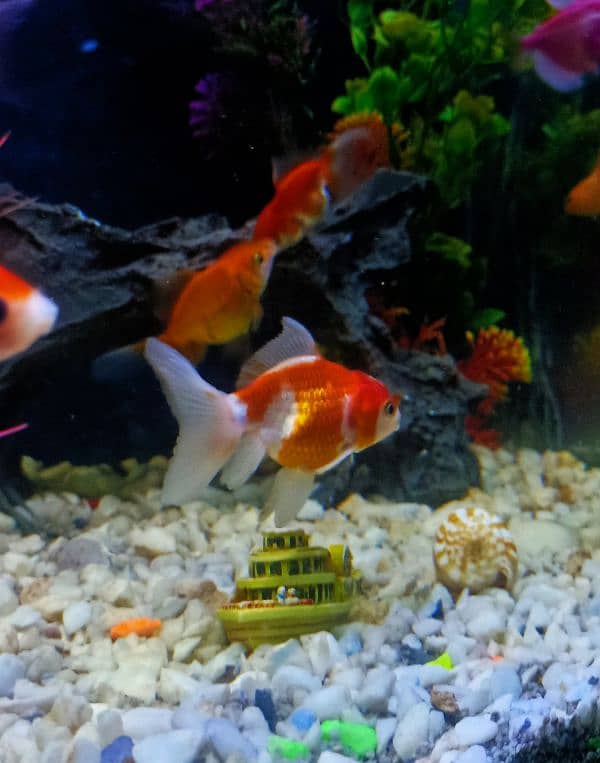 oranda gold fishes 4