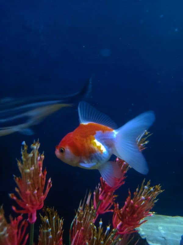 oranda gold fishes 5