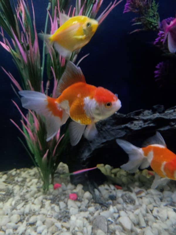 oranda gold fishes 6