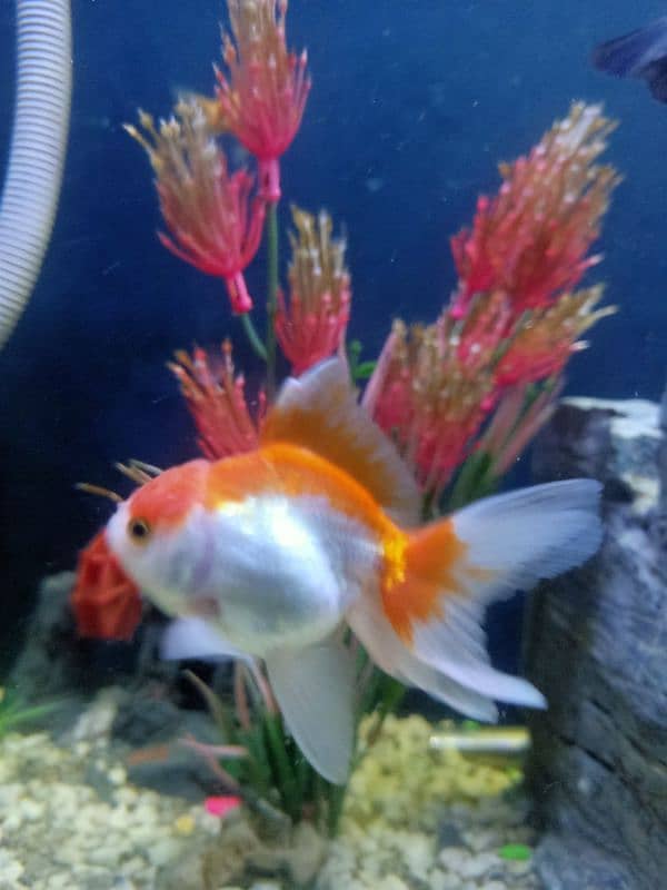 oranda gold fishes 9