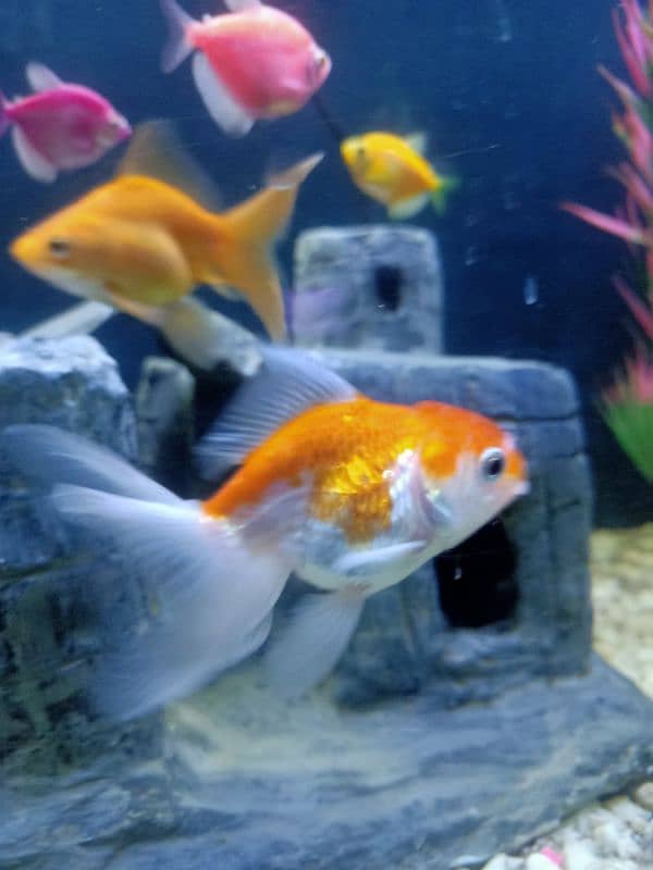 oranda gold fishes 12