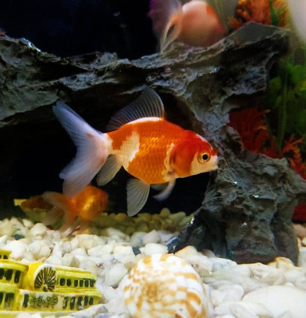 oranda gold fishes 13