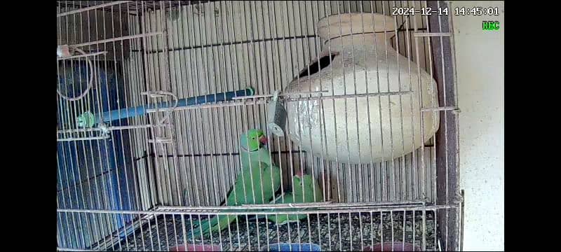 breeder pair Ringneck 100% 0