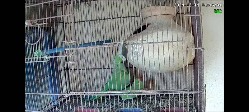 breeder pair Ringneck 100% 1