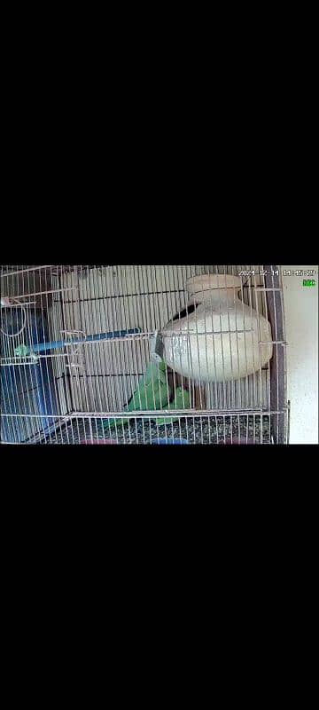 breeder pair Ringneck 100% 2