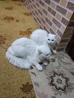 Persian kitten Jora mail & female  Active and healthy