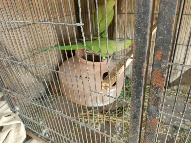 ringneck pair available breeding pair ha urgent sale 0