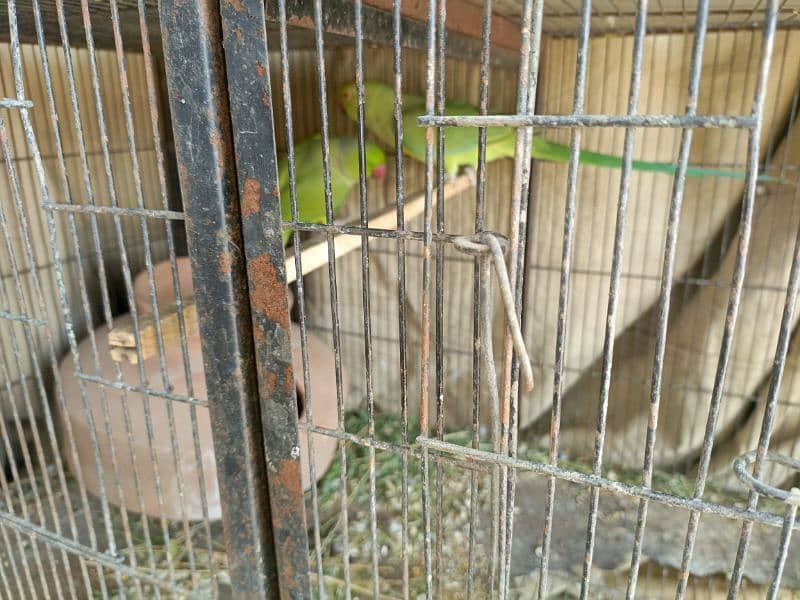 ringneck pair available breeding pair ha urgent sale 1