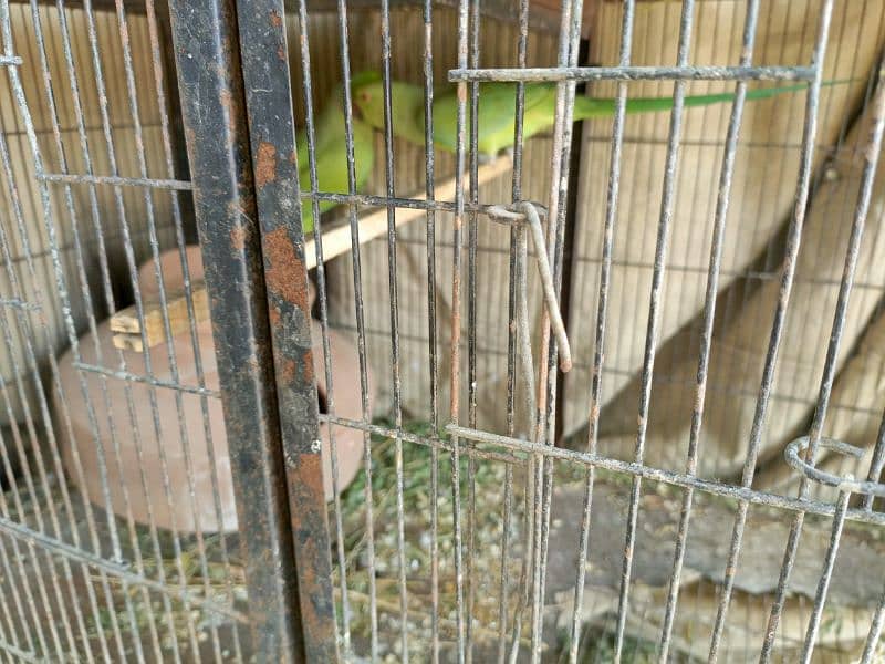 ringneck pair available breeding pair ha urgent sale 2