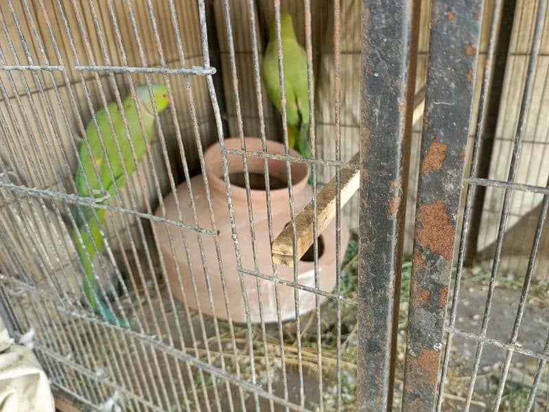 ringneck pair available breeding pair ha urgent sale 3