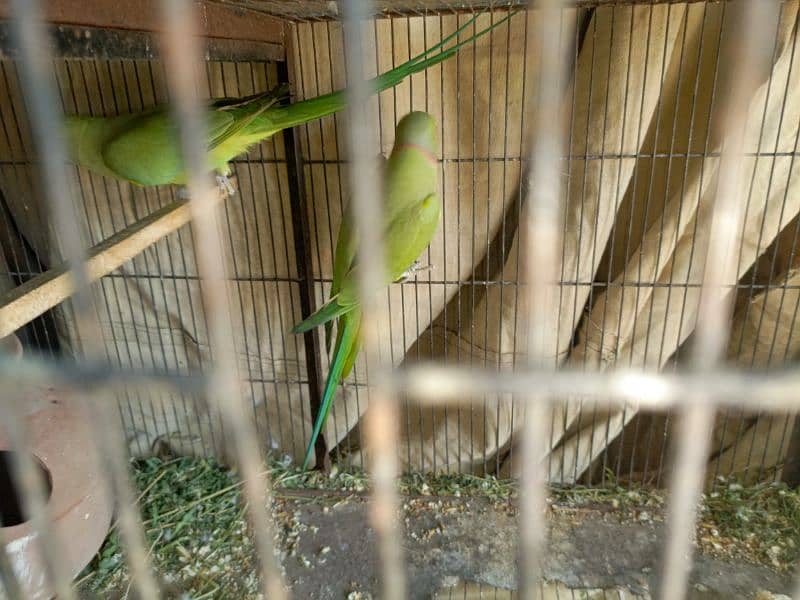 ringneck pair available breeding pair ha urgent sale 5