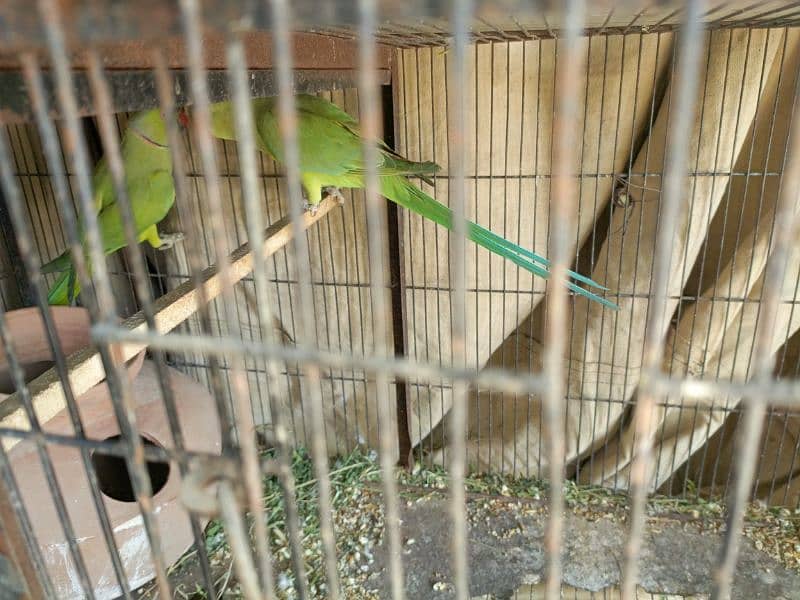 ringneck pair available breeding pair ha urgent sale 6