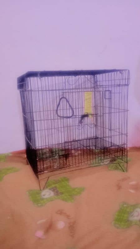 Birds Cages 1