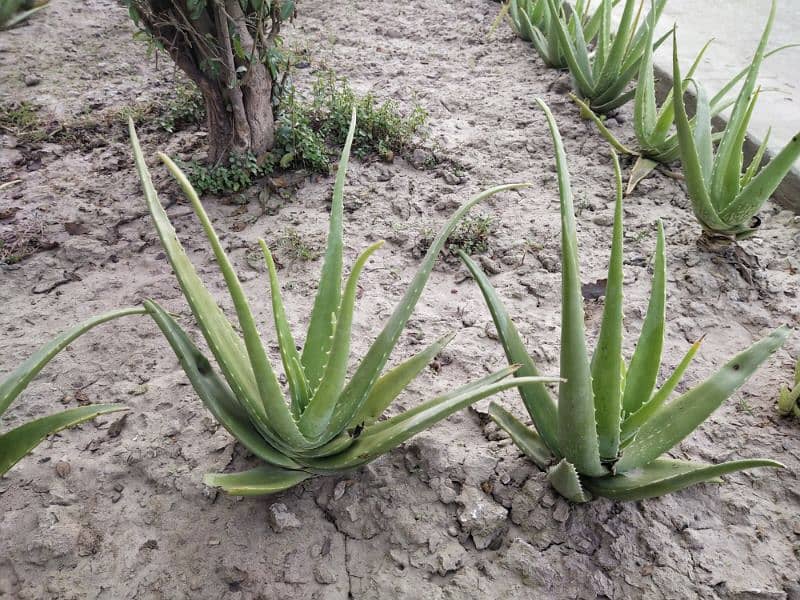 Aloe Vera Plant ,Leaves & Gel for Sale 0