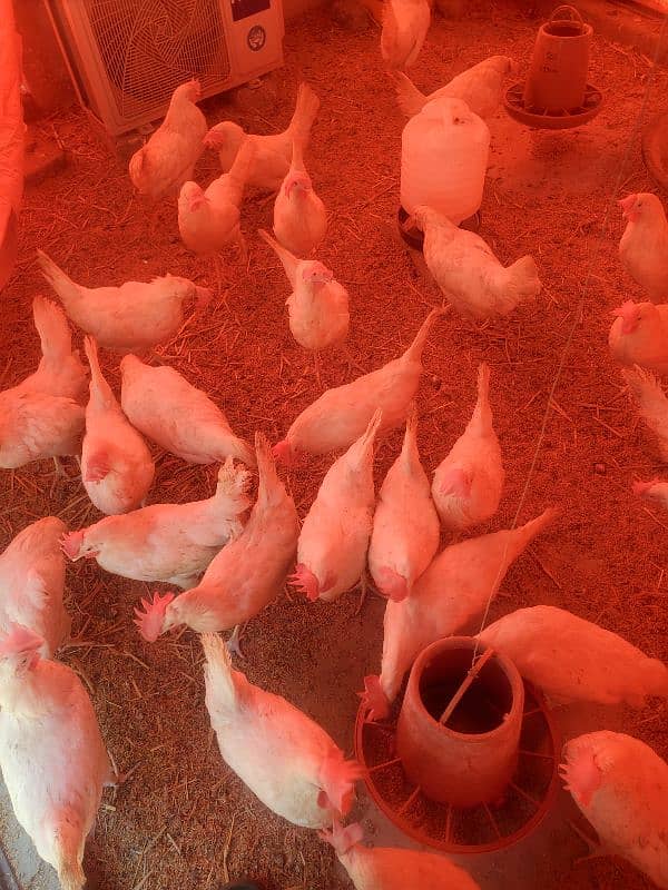 LSL White Layer Hens Available For Sale 0