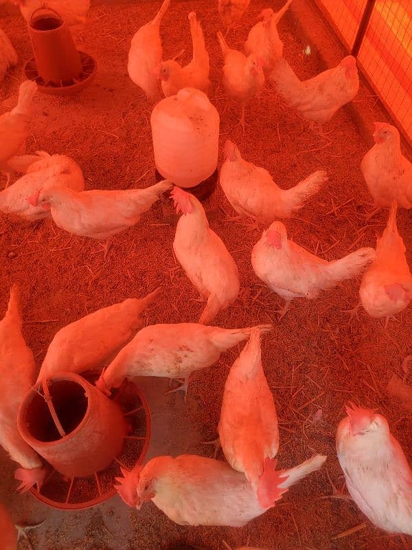 LSL White Layer Hens Available For Sale 1