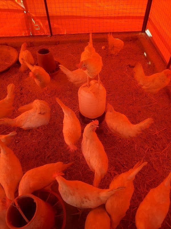 LSL White Layer Hens Available For Sale 2