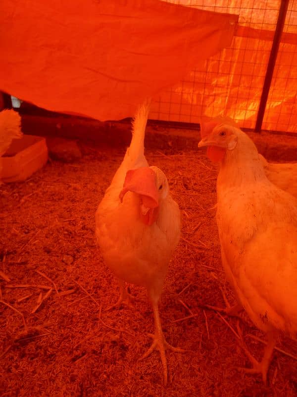 LSL White Layer Hens Available For Sale 4