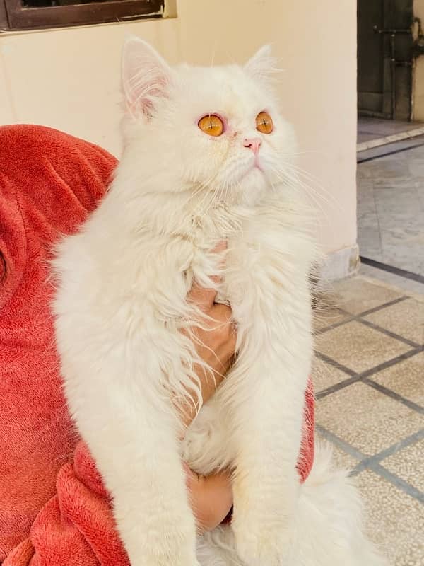 11 months old persian cat female and male pair 0