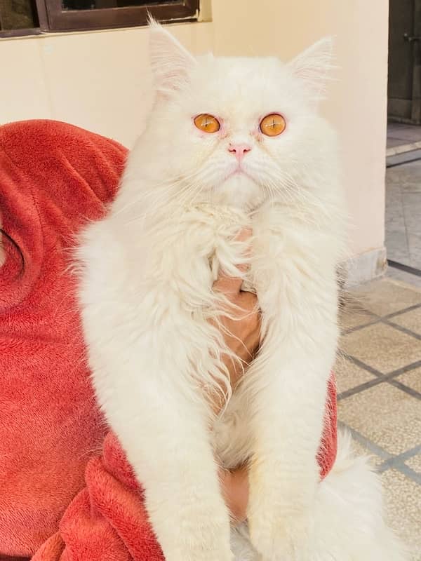 11 months old persian cat female and male pair 1