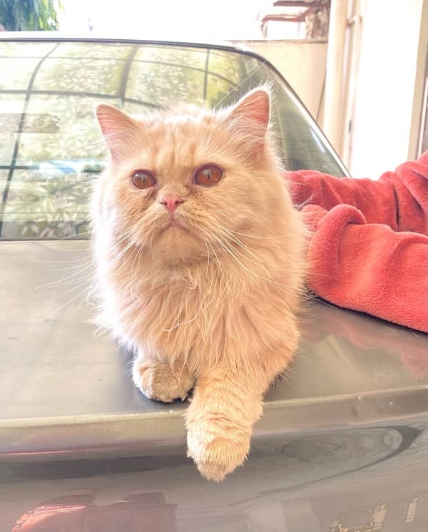 11 months old persian cat female and male pair 3