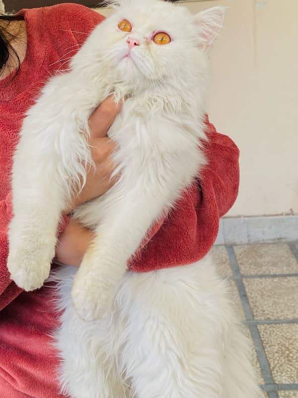 11 months old persian cat female and male pair 4