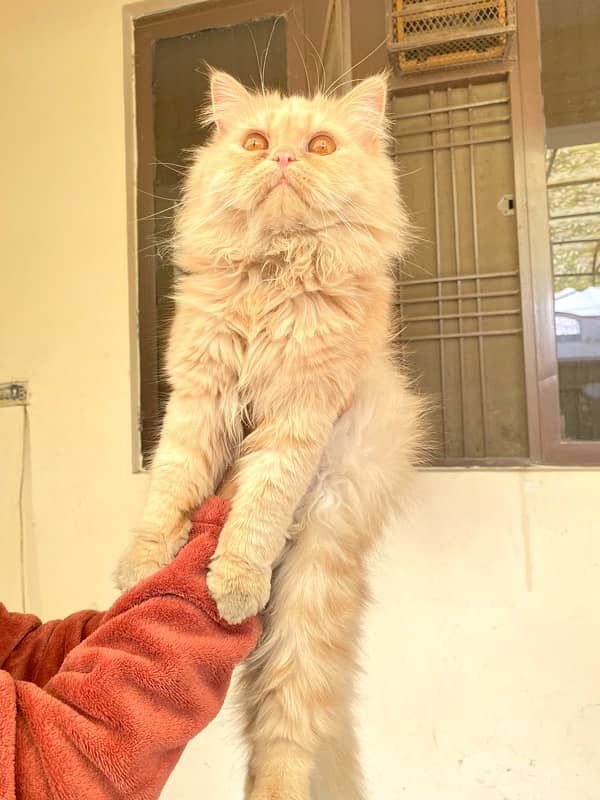 11 months old persian cat female and male pair 5