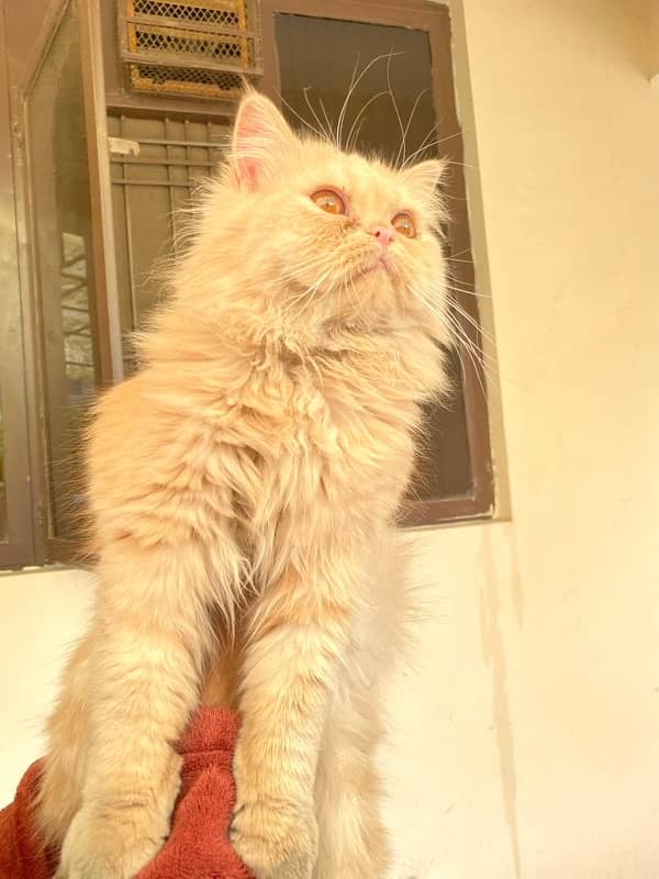 11 months old persian cat female and male pair 6