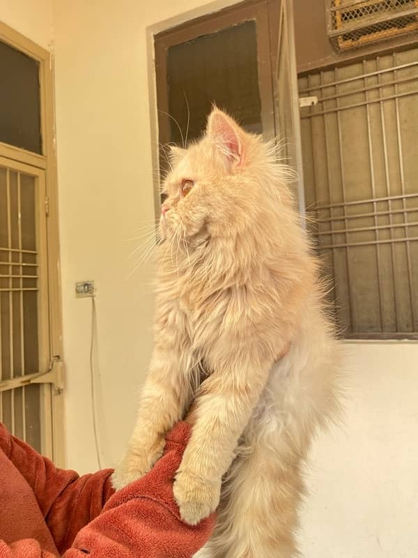 11 months old persian cat female and male pair 7