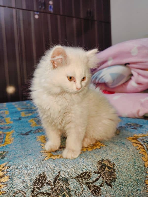 Persian Triple coat Female kitten. 0