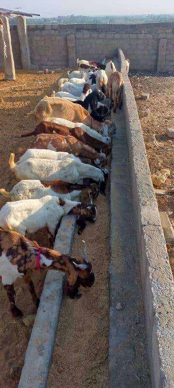 Male goats available for sale 0