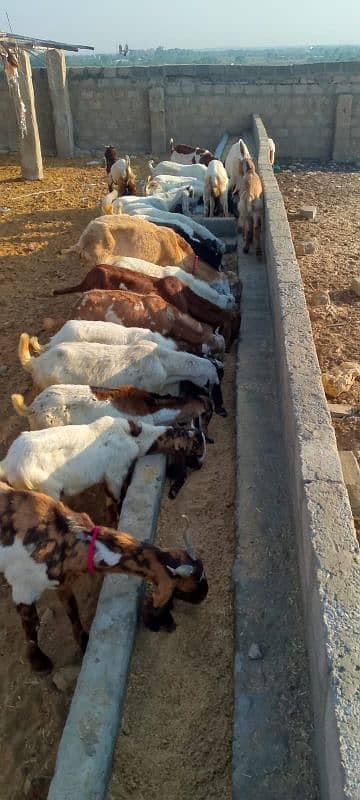 Male goats available for sale 1