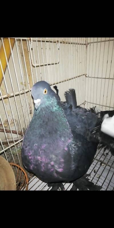 Black lakkay fantail pigeons 0