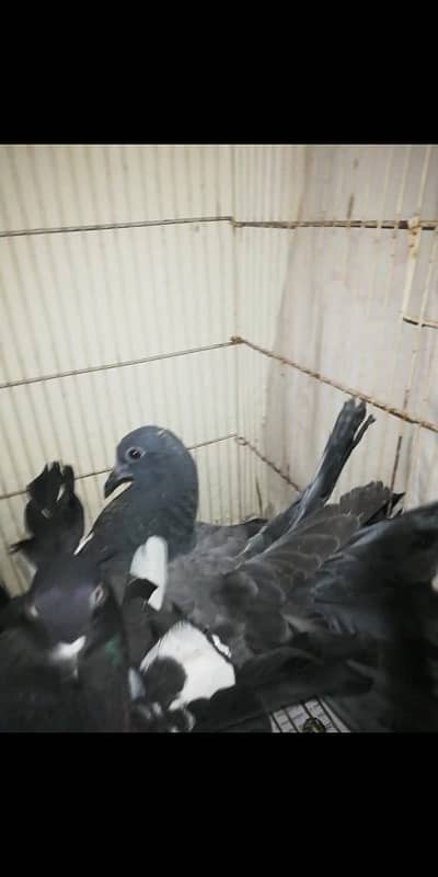 Black lakkay fantail pigeons 1