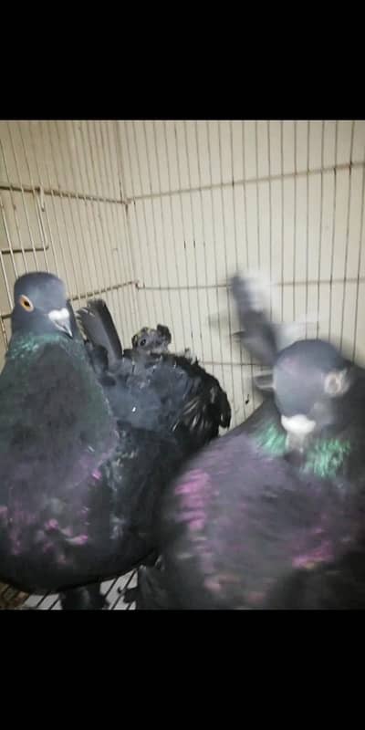 Black lakkay fantail pigeons 2