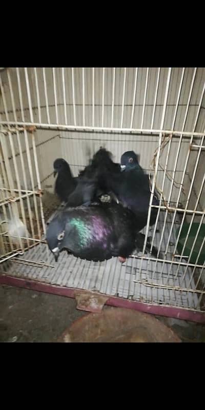 Black lakkay fantail pigeons 3