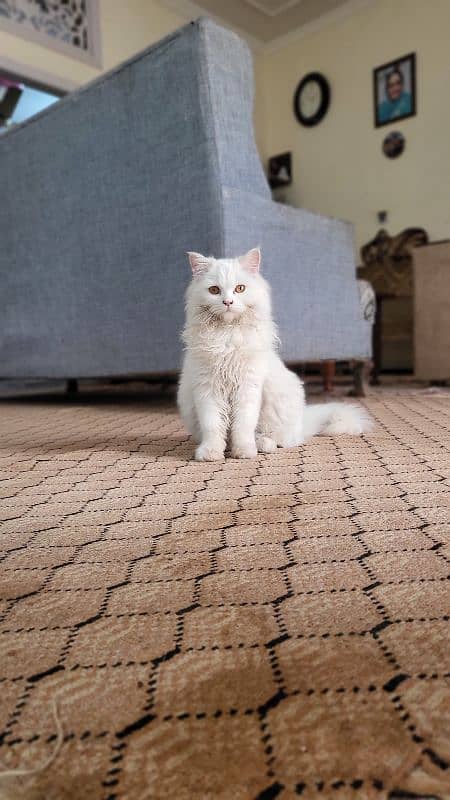 Persian triple coat 8 months kitten 0