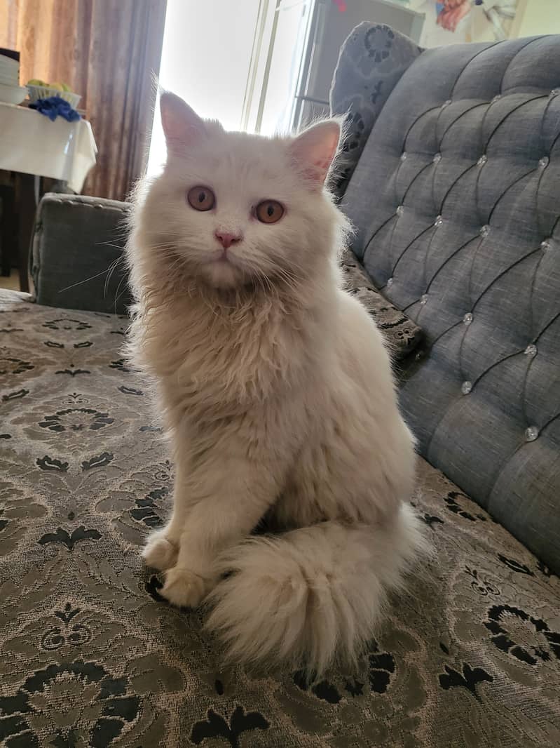 Persian triple coat 8 months kitten 1