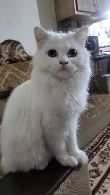 Persian triple coat 8 months kitten 3