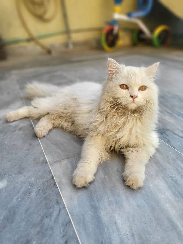 Persian triple coat 8 months kitten 4