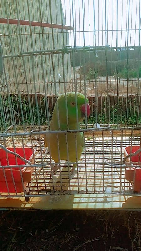 Green Parrot 4