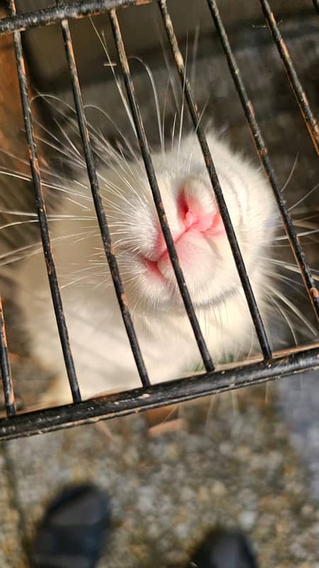 white angora rabbit with Red eyes (3 months old) 0