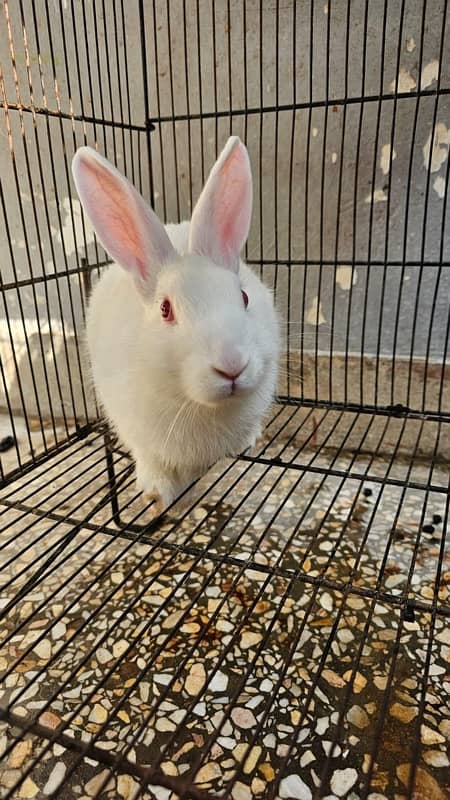 white angora rabbit with Red eyes (3 months old) 1